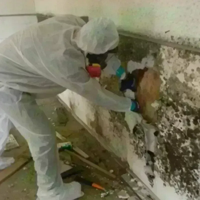 Mold Remediation and Removal in Port Morris, NY